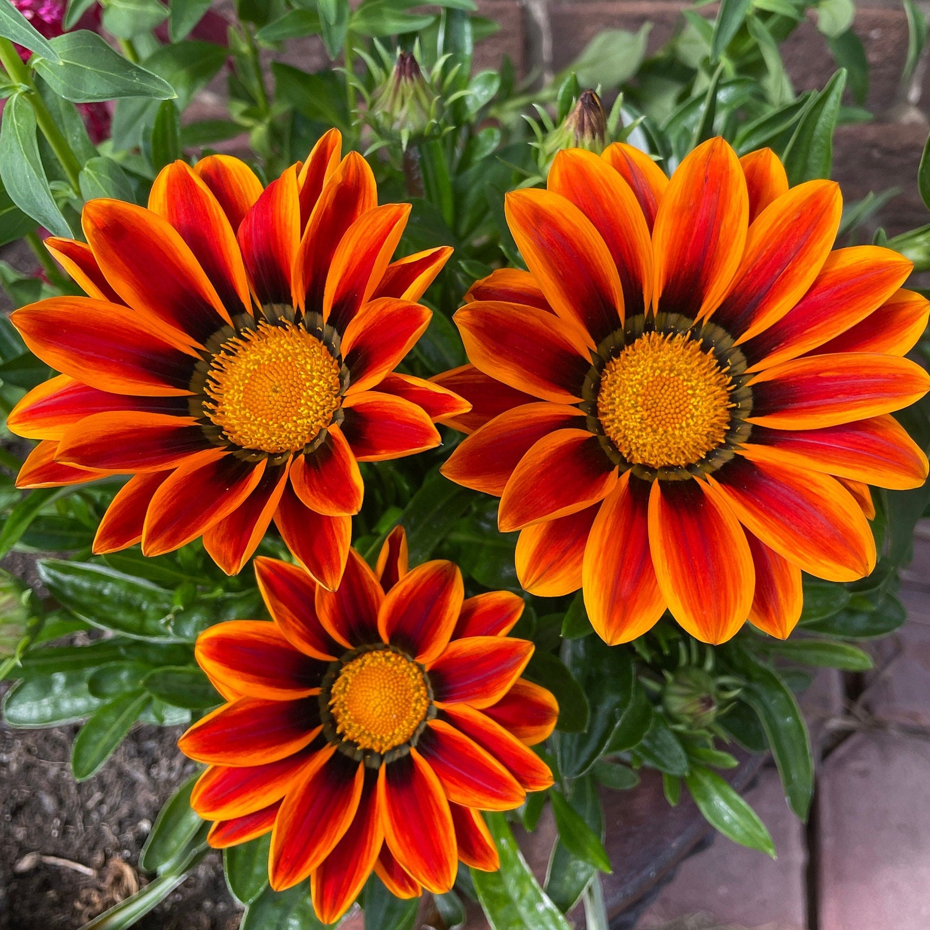 Gazania (Treasure) - Flower Seeds - Mixed Colours