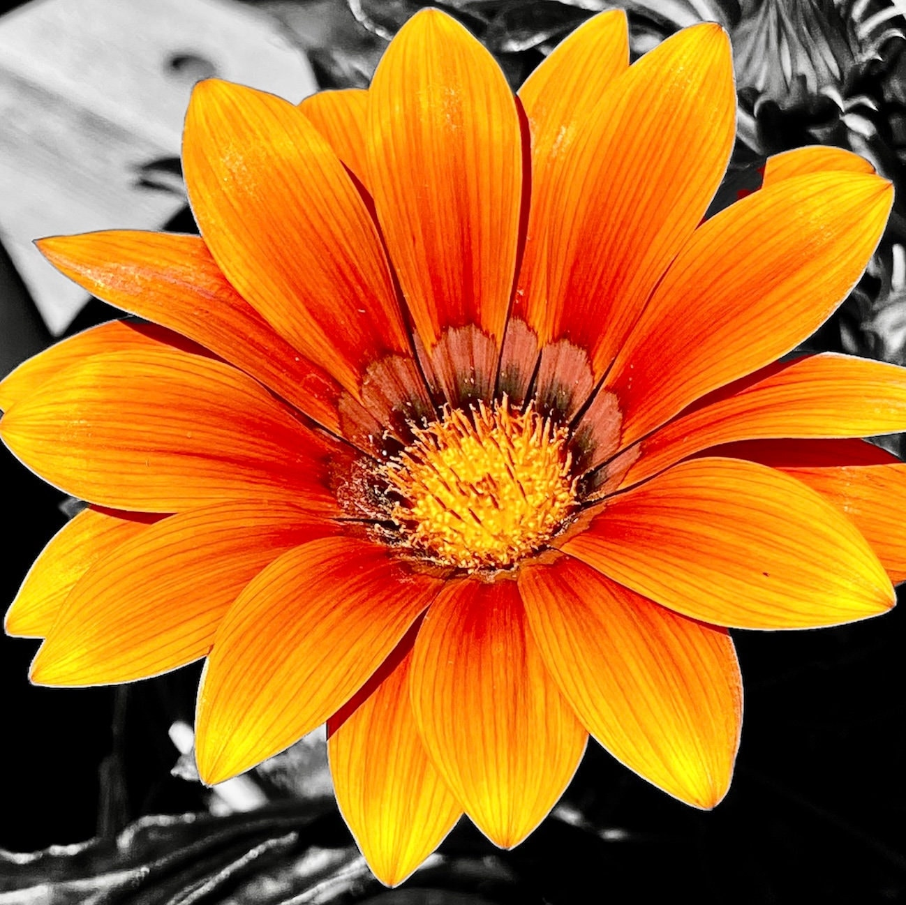 treasure flower seeds Flower Seeds