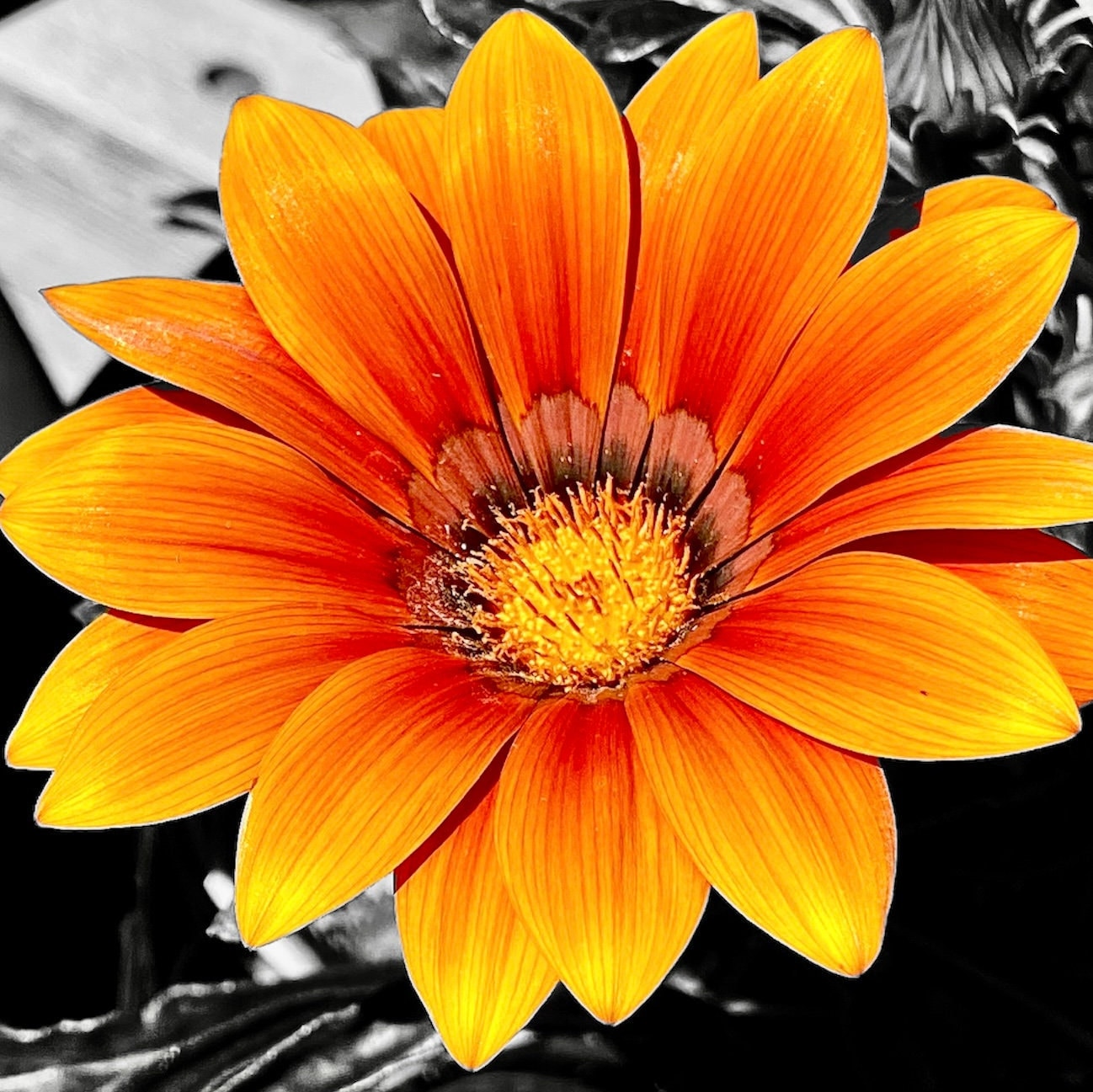 Gazania (Treasure) - Flower Seeds - Mixed Colours