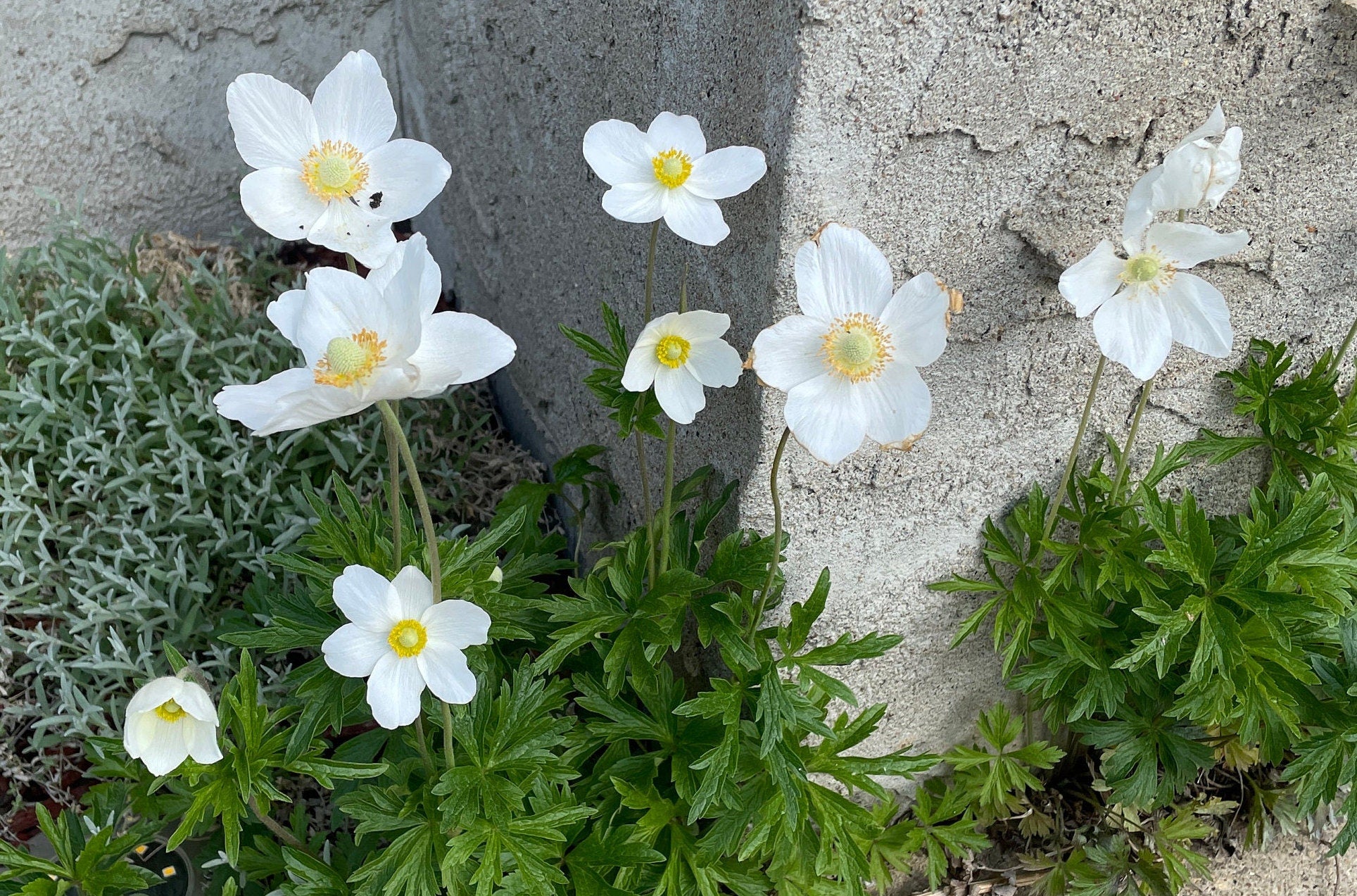 Snowdrop Windflower Anemone - Flower Seeds