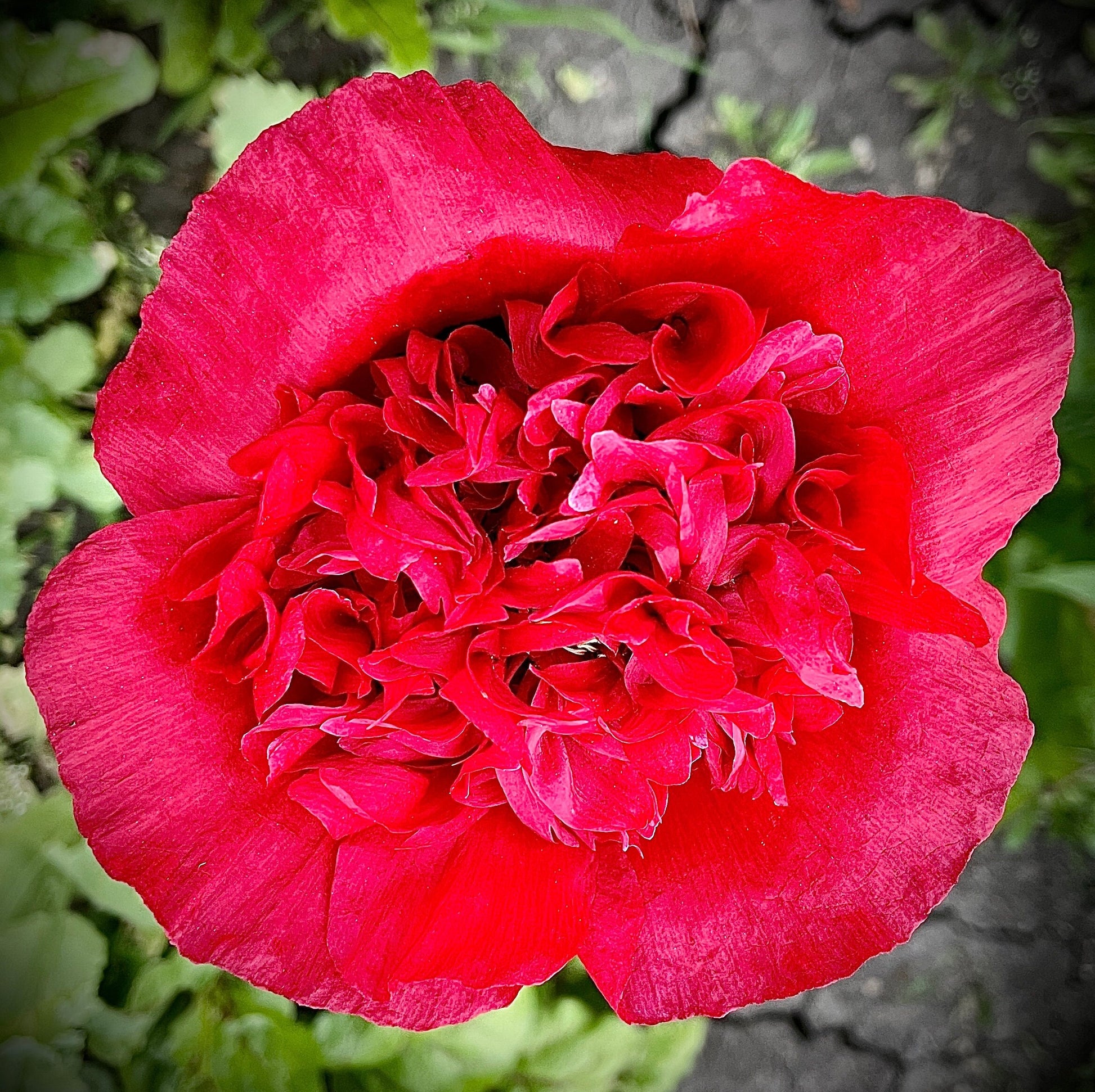 Poppy - Peony - Flower Seeds - Bright Pink Double Ruffle Beauty for Your Garden