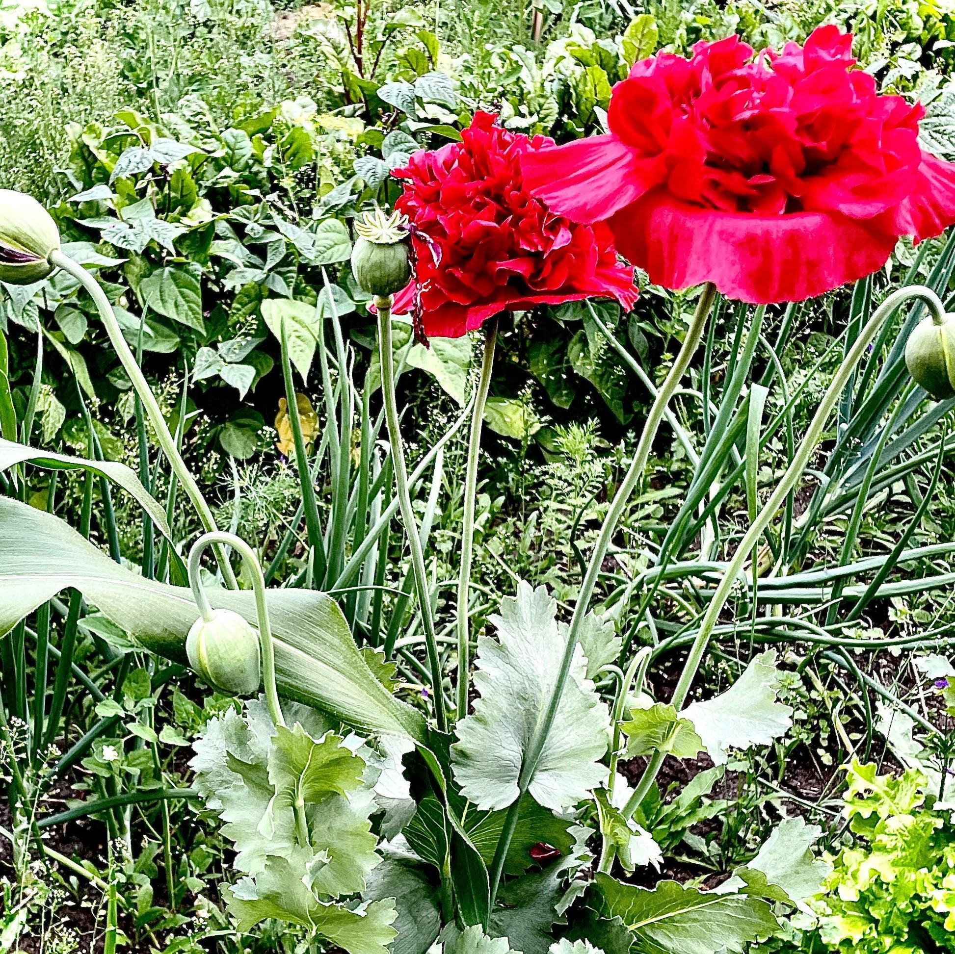 Poppy - Peony - Flower Seeds - Bright Pink Double Ruffle Beauty for Your Garden