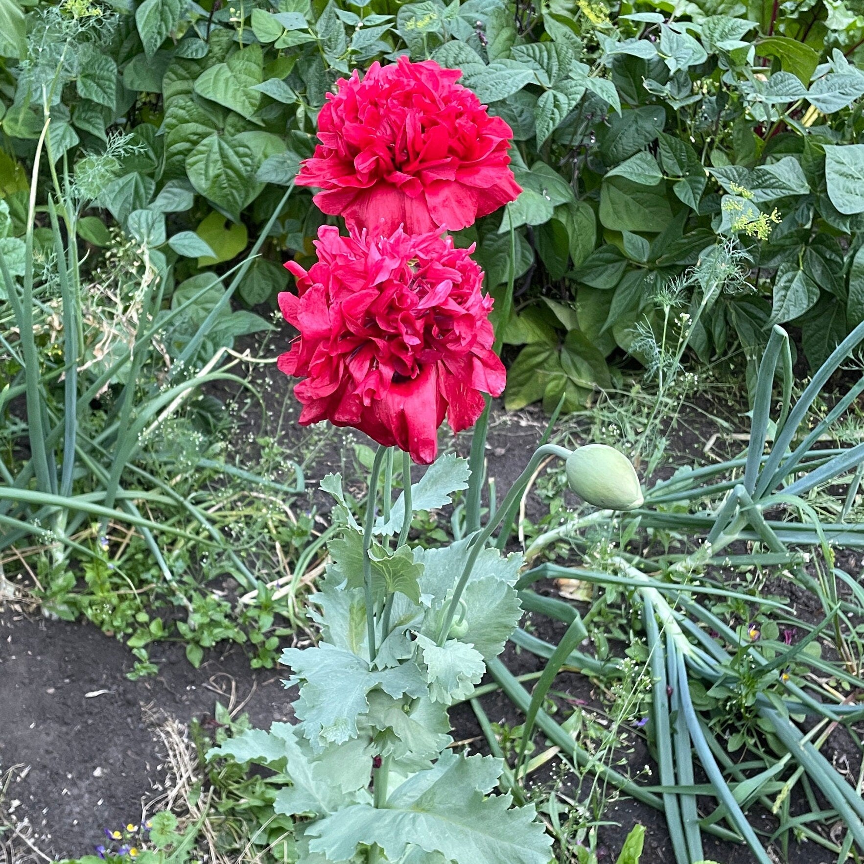 Poppy - Peony - Flower Seeds - Bright Pink Double Ruffle Beauty for Your Garden