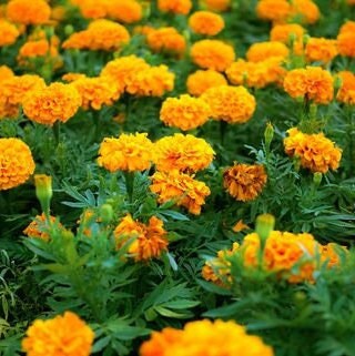 Marigold - Flower Seeds - BRIGHT yellow and orange large blooms