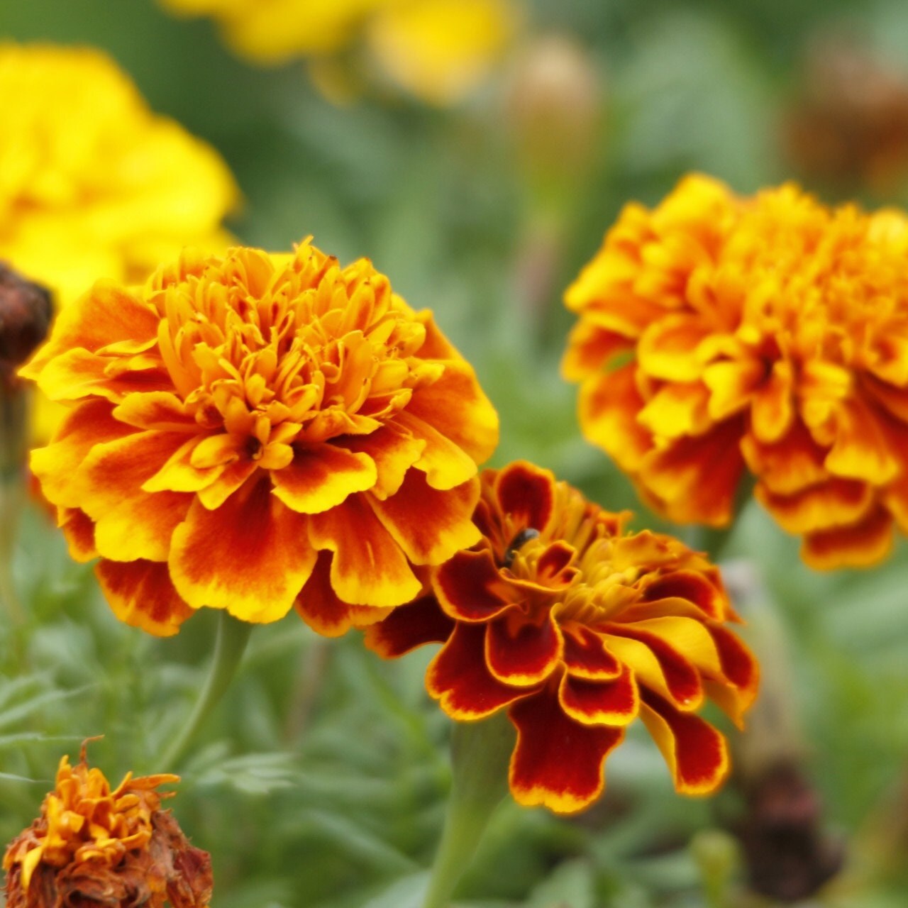 Marigold - Flower Seeds - BRIGHT yellow and orange large blooms