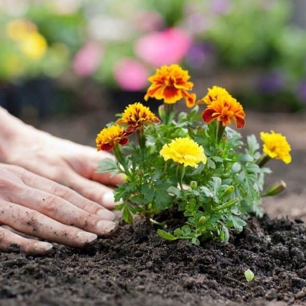 Marigold - Flower Seeds - BRIGHT yellow and orange large blooms