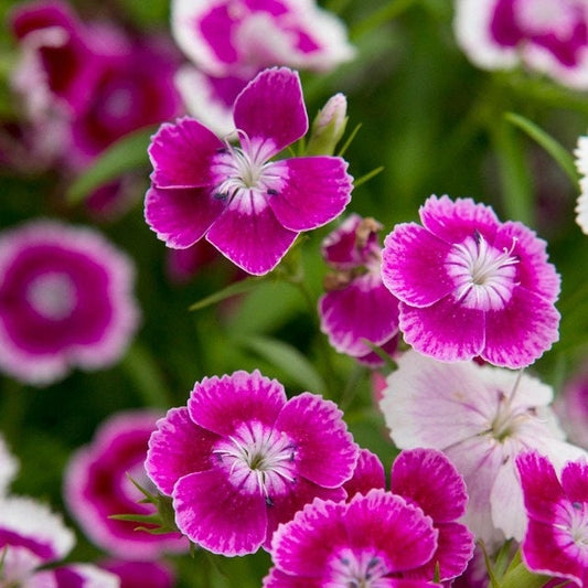 Sweet William (Dianthus) - Flower Seeds