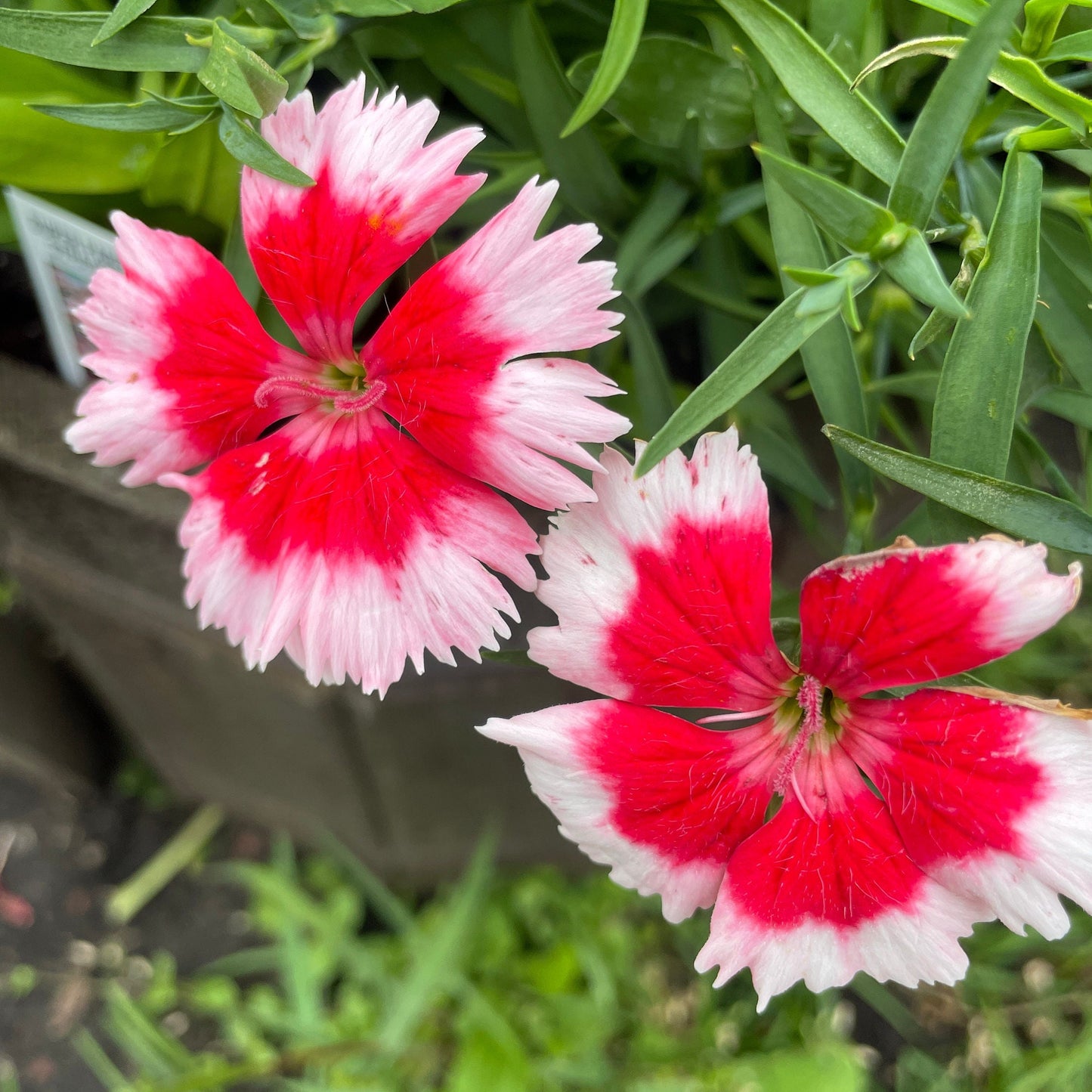 Sweet William (Dianthus) - Flower Seeds