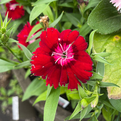 Sweet William (Dianthus) - Flower Seeds