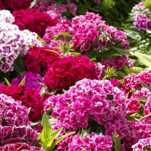 Sweet William (Dianthus) - Flower Seeds