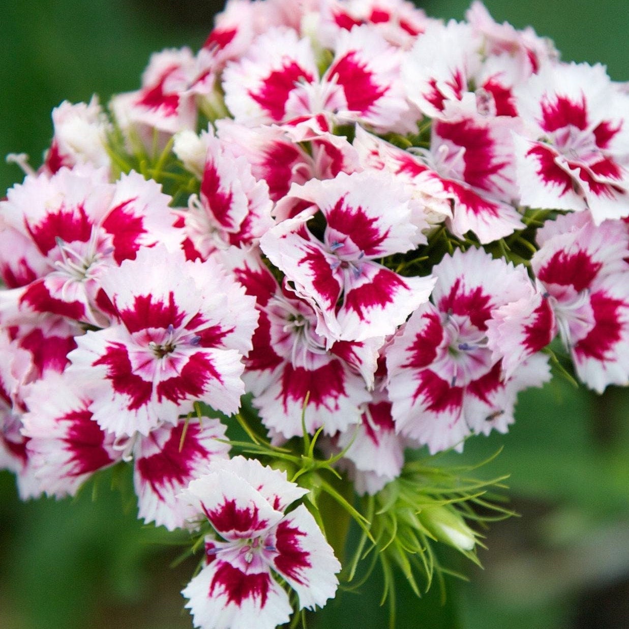 Sweet William (Dianthus) - Flower Seeds