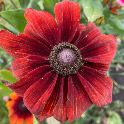 Rudbeckia (Black Eyed Susan, Brown Betty, Brown Daisy, Brown Eyed Susan, Golden Jerusalem, Poor-land Daisy, Yellow Daisy) - Flower Seeds