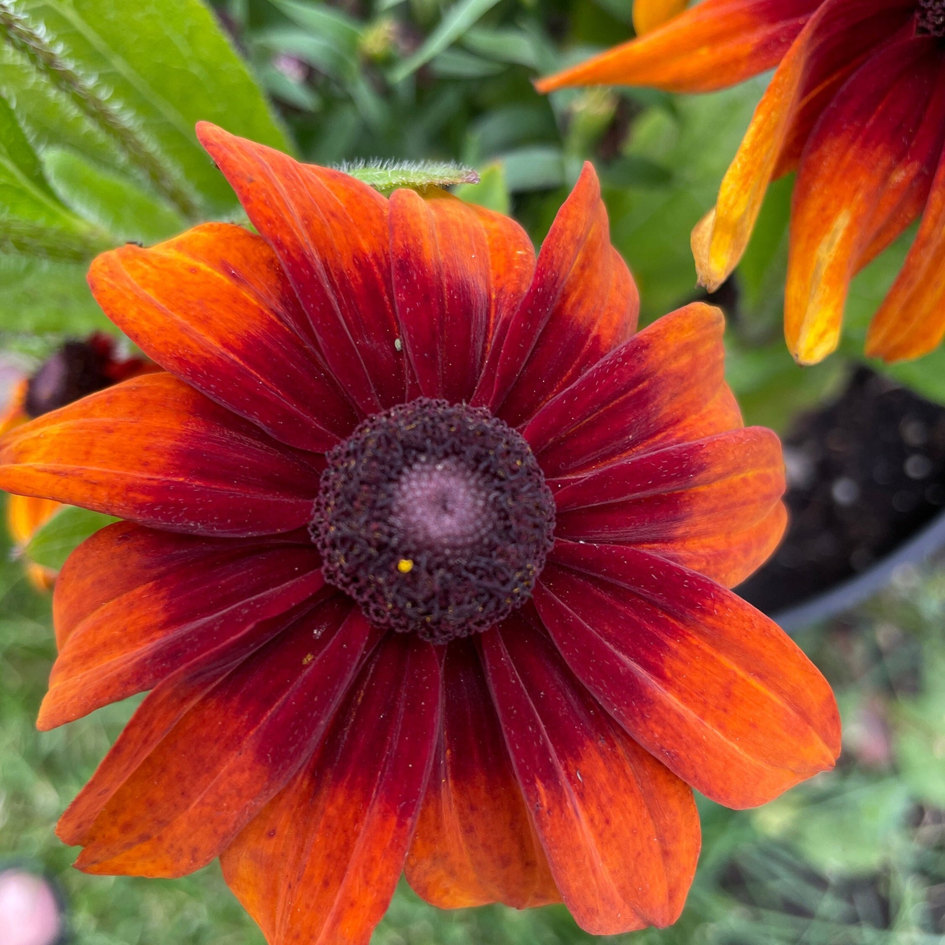 Rudbeckia (Black Eyed Susan, Brown Betty, Brown Daisy, Brown Eyed Susan, Golden Jerusalem, Poor-land Daisy, Yellow Daisy) - Flower Seeds