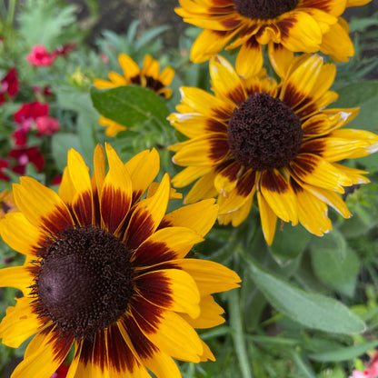 Rudbeckia (Black Eyed Susan, Brown Betty, Brown Daisy, Brown Eyed Susan, Golden Jerusalem, Poor-land Daisy, Yellow Daisy) - Flower Seeds