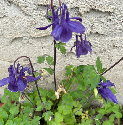 Columbine - Flower seeds - PURPLE