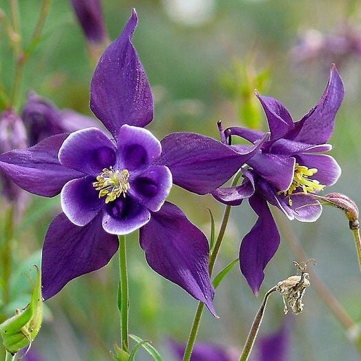 elegiac couplet flower seeds Flower Seeds