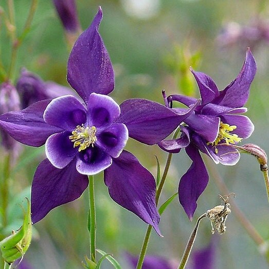 Columbine - Flower seeds - PURPLE