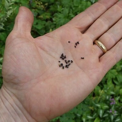 columbine plant seeds Flower Seeds