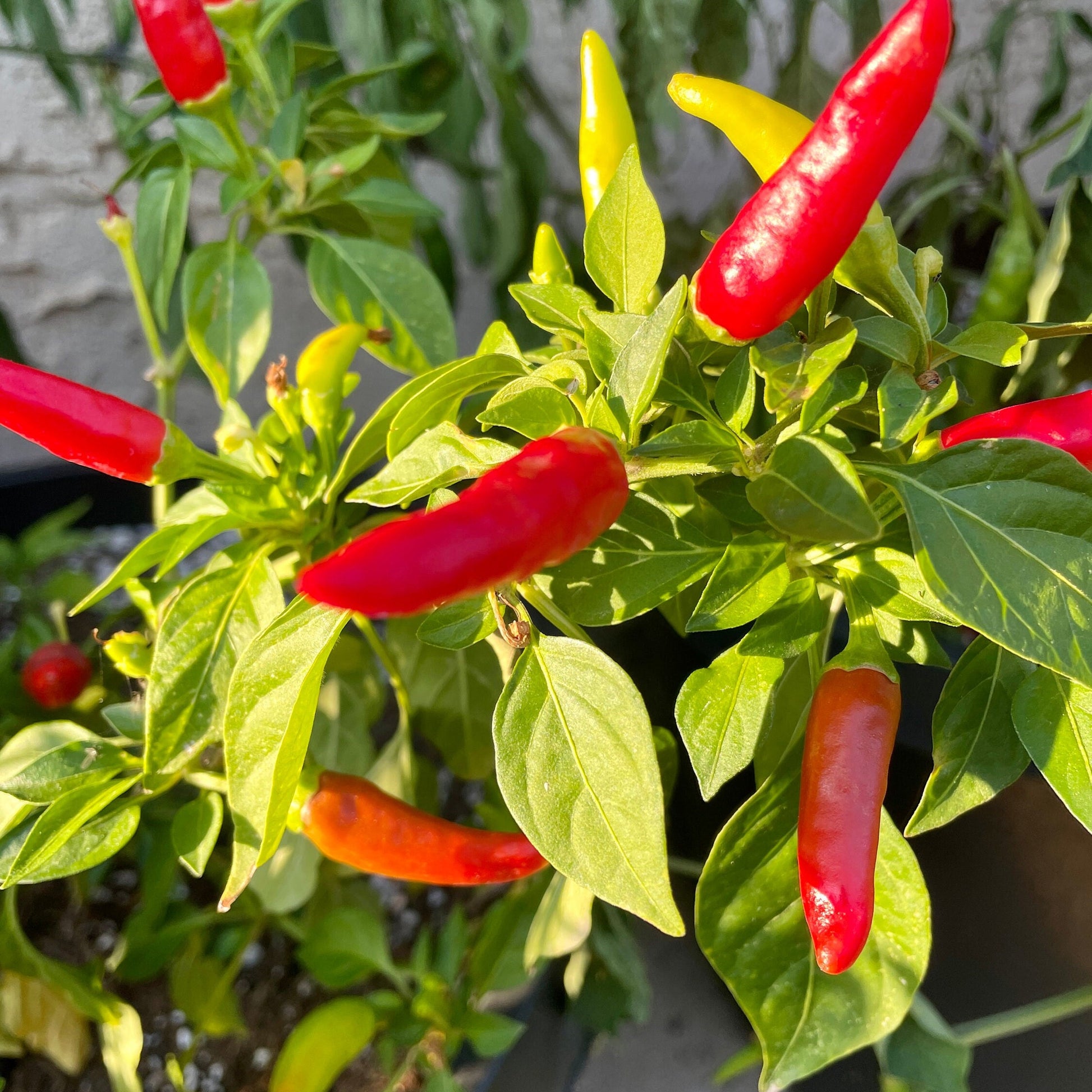 Pepper Seeds - Mixed Hot