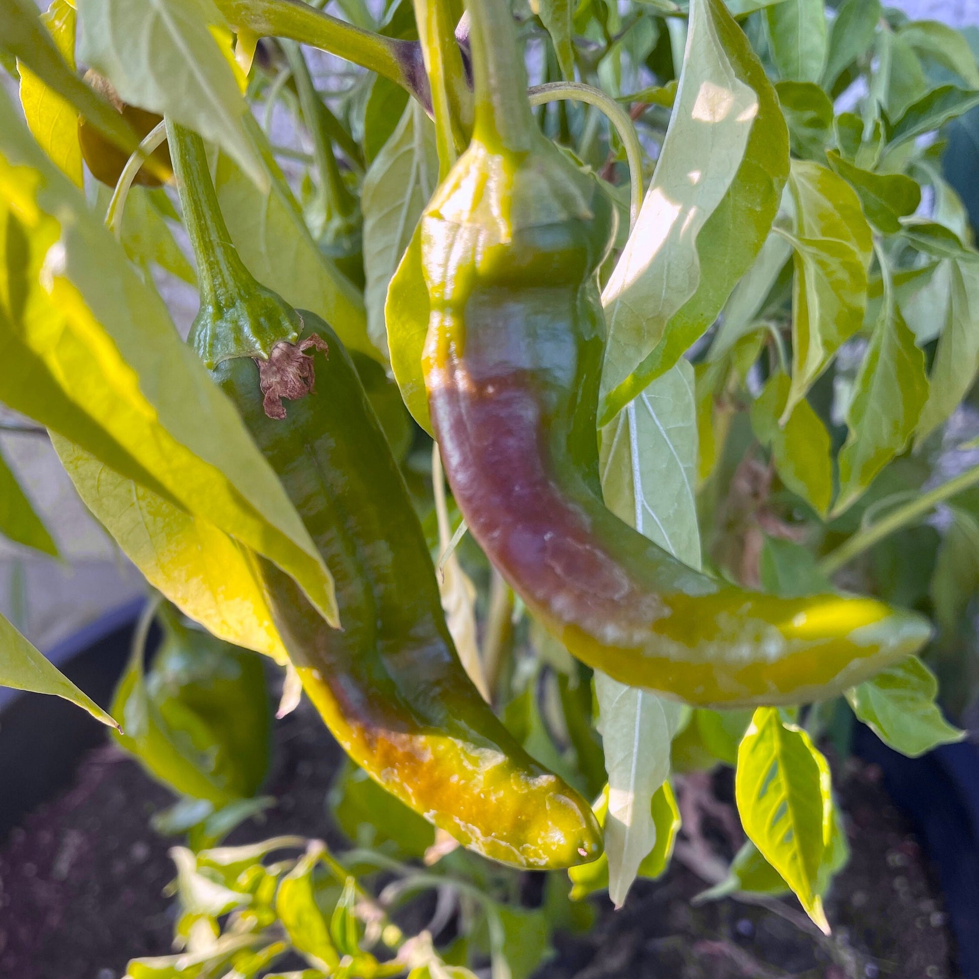 Pepper Seeds - Mixed Hot