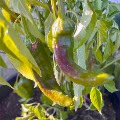 Pepper Seeds - Mixed Hot