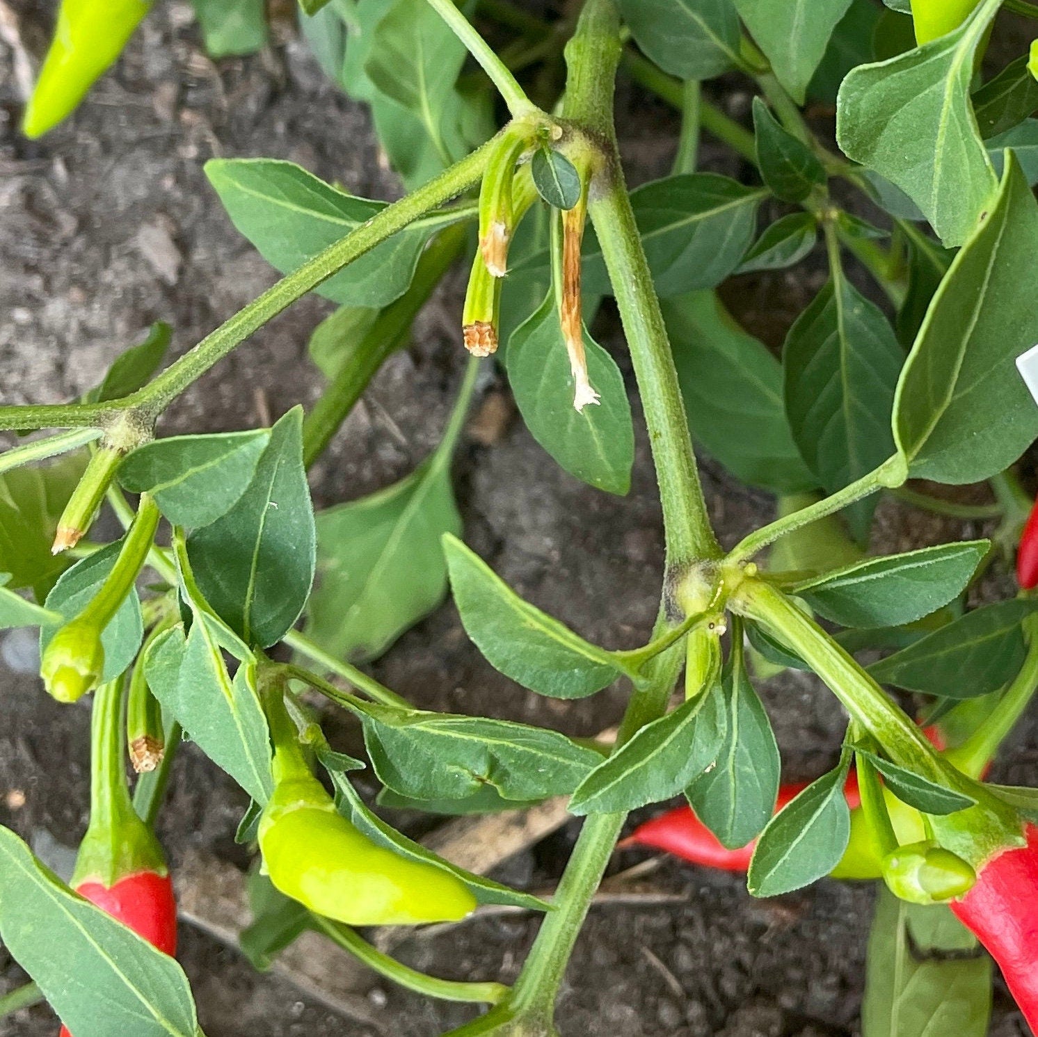 Pepper Seeds - Mixed Hot