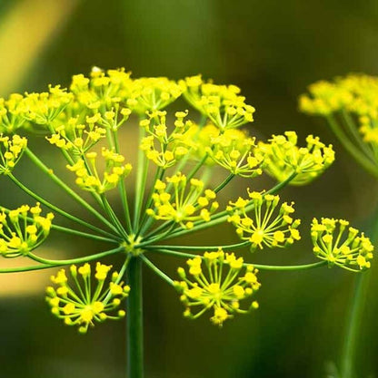 Dill - Herb Seeds