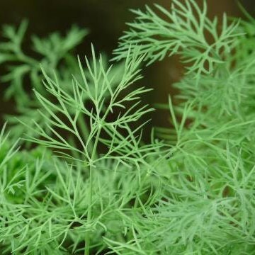 Dill - Herb Seeds