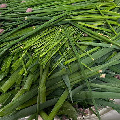 Welsh Onion (Perennial Winter Onion) - Vegetable Seeds