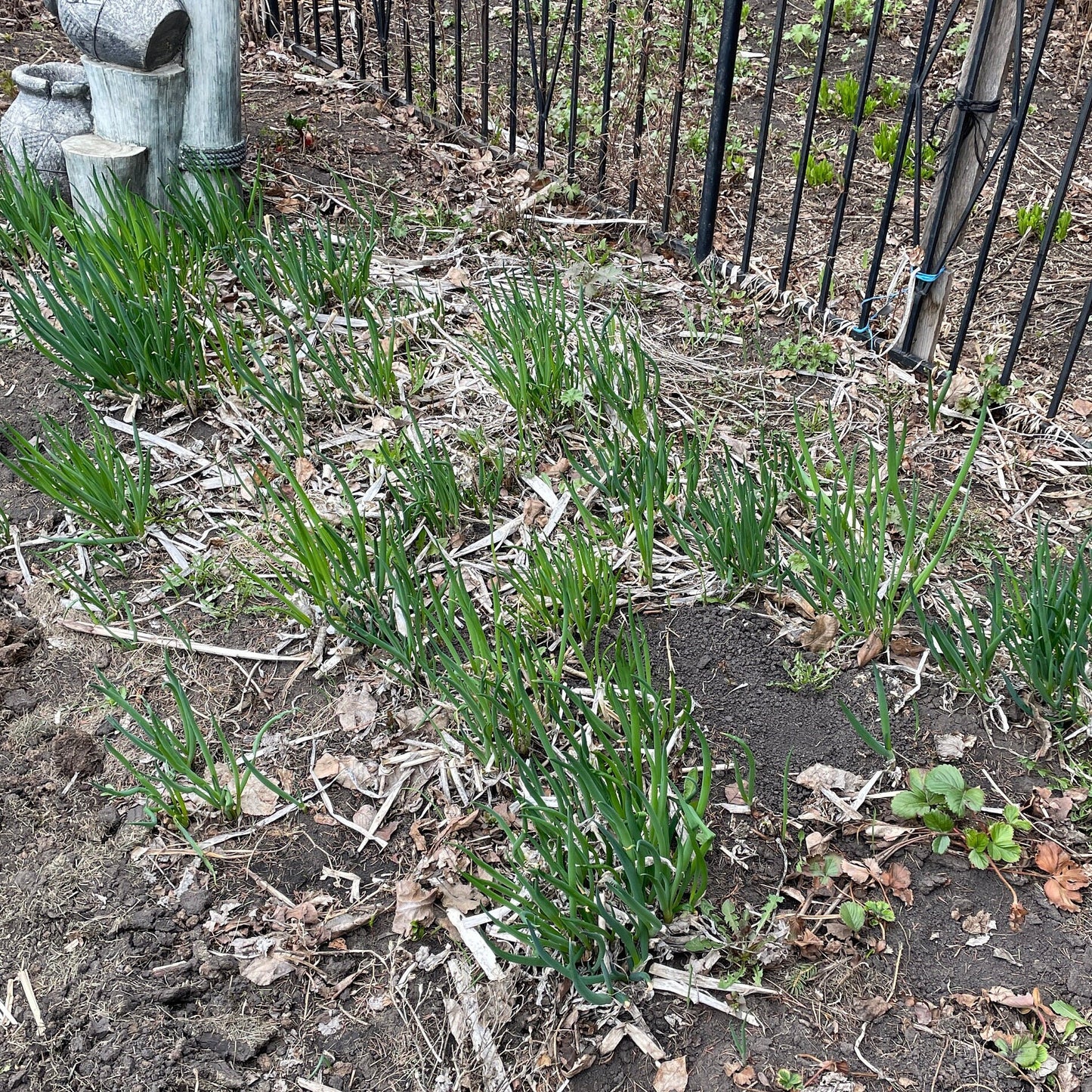 Welsh Onion (Perennial Winter Onion) - Vegetable Seeds