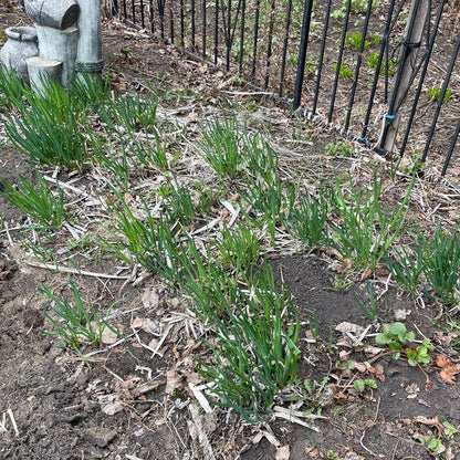 Welsh Onion (Perennial Winter Onion) - Vegetable Seeds