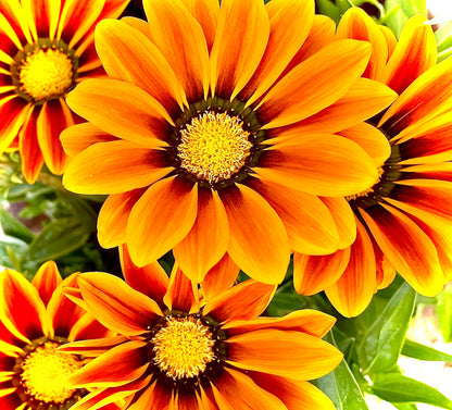 Gazania (Treasure) - Flower Seeds - Mixed Colours