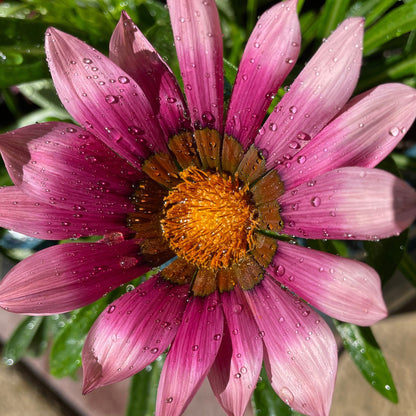 Gazania (Treasure) - Flower Seeds - Mixed Colours