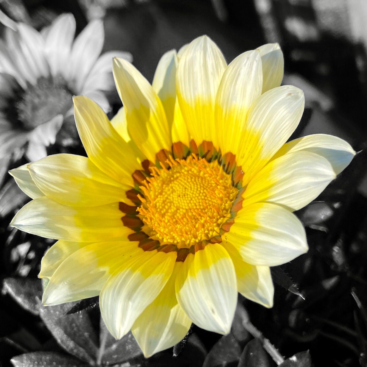 treasure flower seeds Flower Seeds