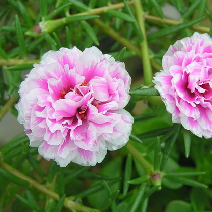 Portulaca (Purselane or moss rose) - Flower Seeds - BRIGHT yellow and pink drought tolerant blooms