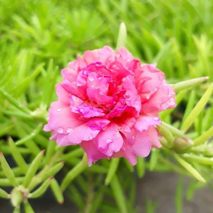 Portulaca (Purselane or moss rose) - Flower Seeds - BRIGHT yellow and pink drought tolerant blooms