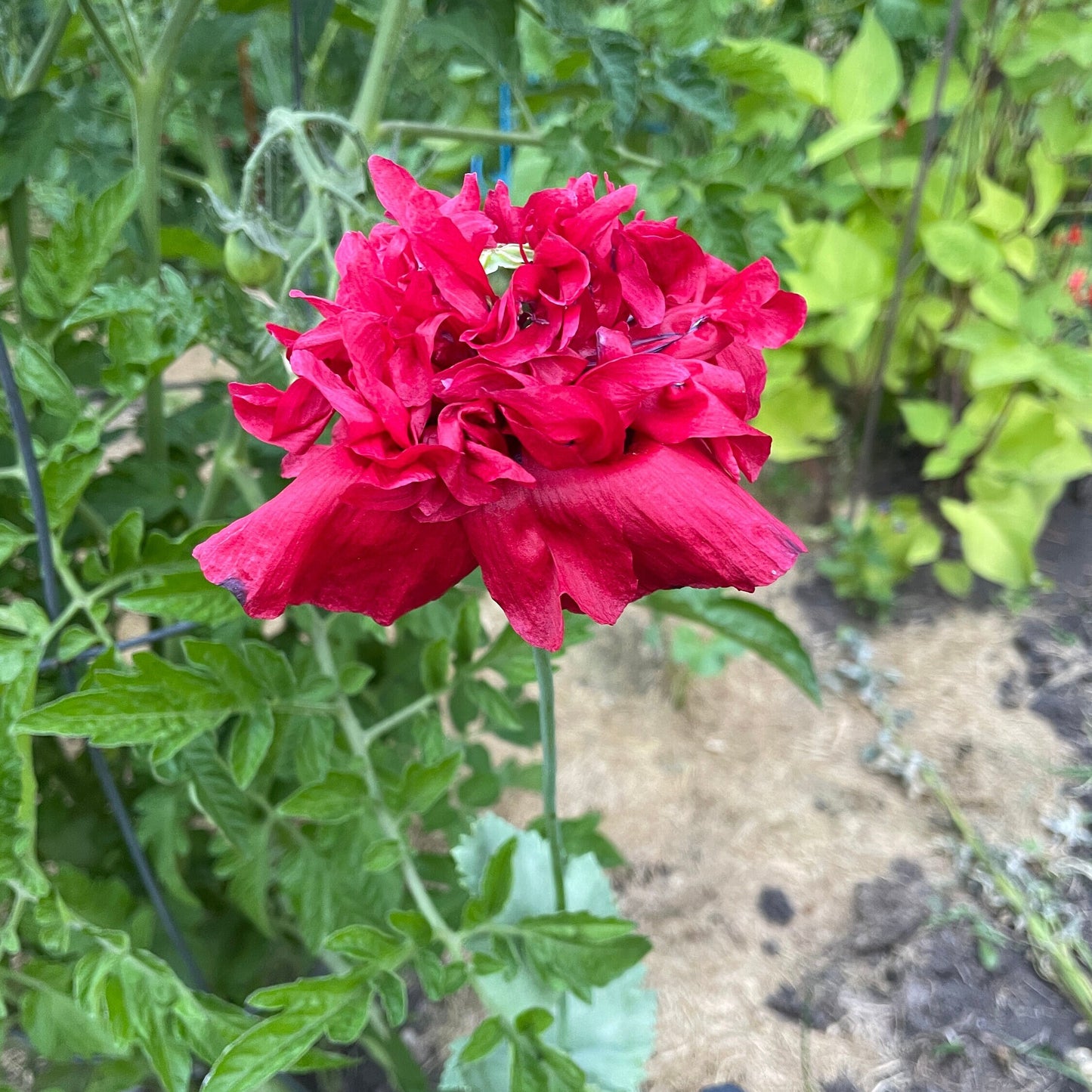 Poppy - Peony - Flower Seeds - Bright Pink Double Ruffle Beauty for Your Garden