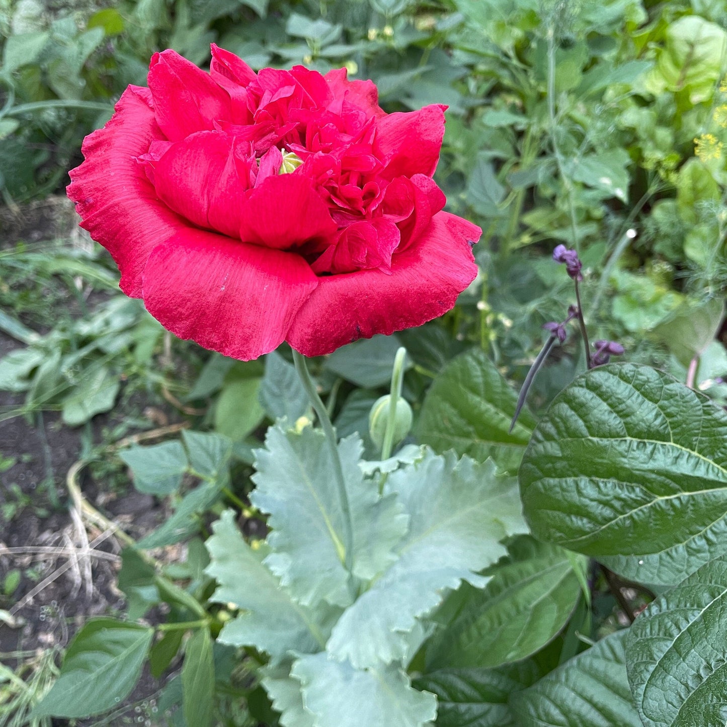 Poppy - Peony - Flower Seeds - Bright Pink Double Ruffle Beauty for Your Garden