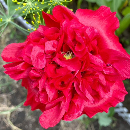 Poppy - Peony - Flower Seeds - Bright Pink Double Ruffle Beauty for Your Garden