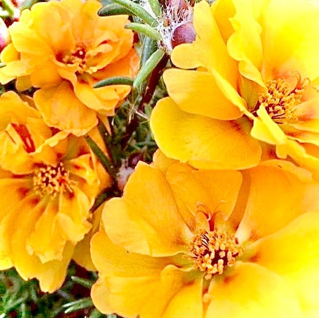 Portulaca (Purselane or moss rose) - Flower Seeds - BRIGHT yellow and pink drought tolerant blooms