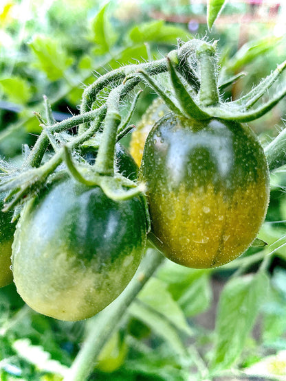 Tomato Seeds - Mixed Cherry and Grape - Yellow, Red, and Purple Heirloom Varieties