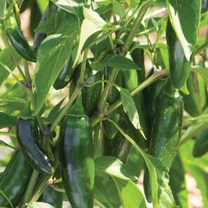 Jalapeño Pepper Vegetable Seeds