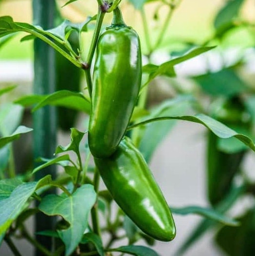 Jalapeño Pepper Vegetable Seeds