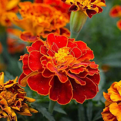 Marigold - Flower Seeds - BRIGHT yellow and orange large blooms