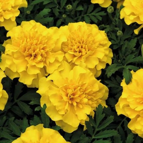 Marigold - Flower Seeds - BRIGHT yellow and orange large blooms