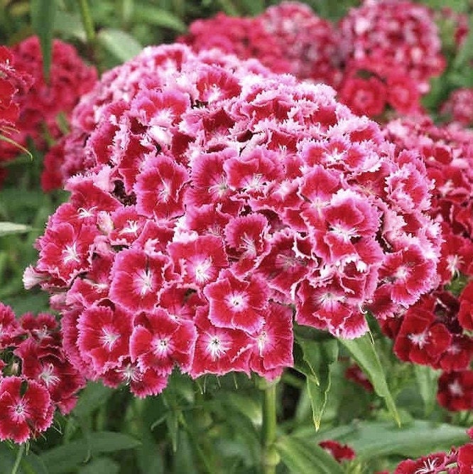 Sweet William (Dianthus) - Flower Seeds