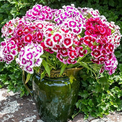 Sweet William (Dianthus) - Flower Seeds