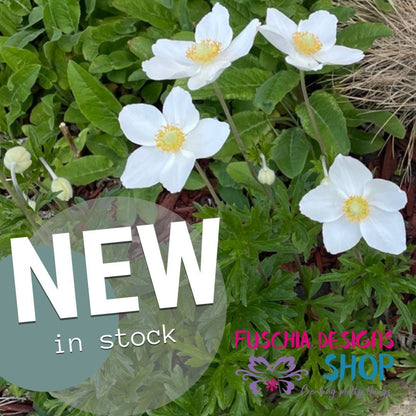 Snowdrop Windflower Anemone - Flower Seeds