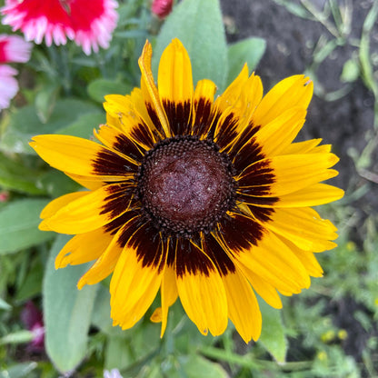 Rudbeckia (Black Eyed Susan, Brown Betty, Brown Daisy, Brown Eyed Susan, Golden Jerusalem, Poor-land Daisy, Yellow Daisy) - Flower Seeds