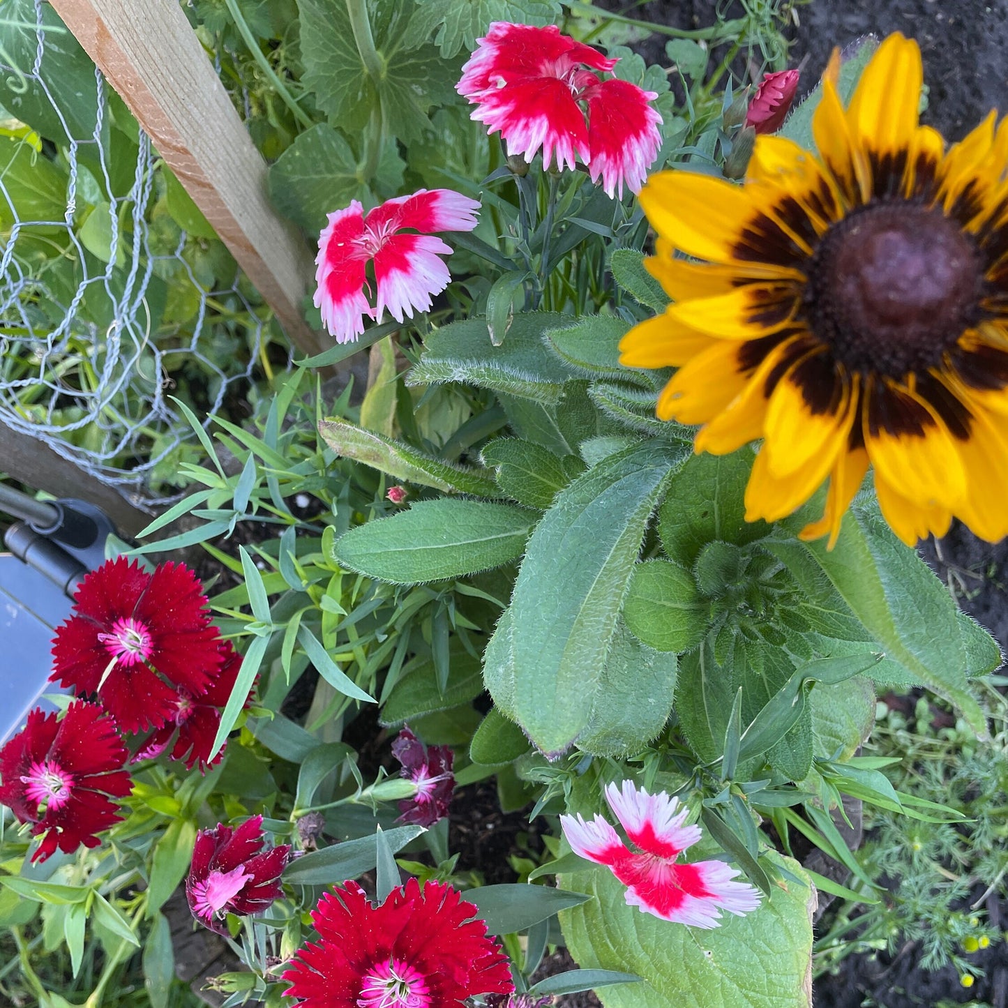 Rudbeckia (Black Eyed Susan, Brown Betty, Brown Daisy, Brown Eyed Susan, Golden Jerusalem, Poor-land Daisy, Yellow Daisy) - Flower Seeds